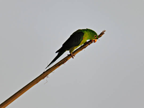 tropical bird known as Turquoise-fronted Parrot (Amazona aestiva) balancing on a dry tree branch, under a pale sky.