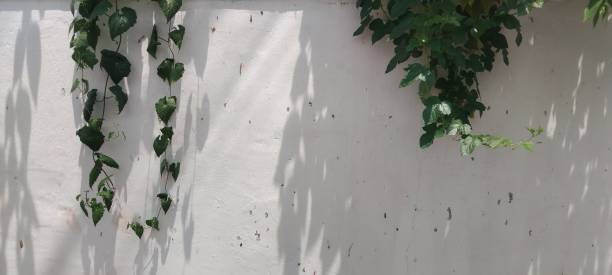 istock White walls with creeping plants 2175742592