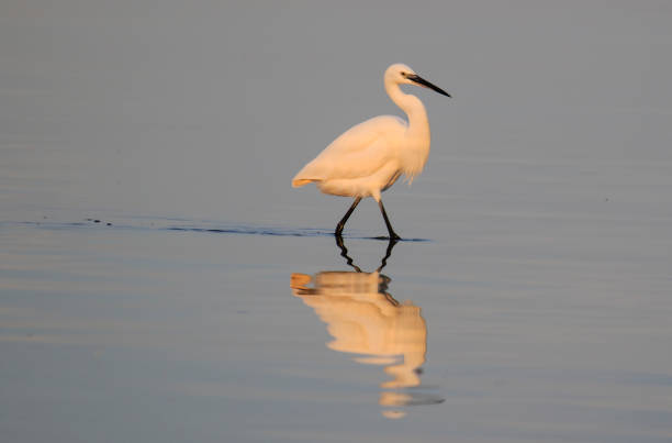 istock Little Egret walking through calm water 2175744258