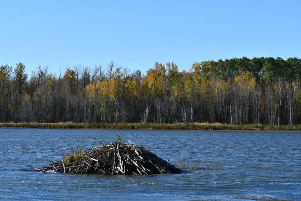 A photo of a Beaver Lodge on Adamson Lake. The photo was taken on September 30, 2024. The leaves are changing colours. The photo was taken along the Tawayik Lake Trail.