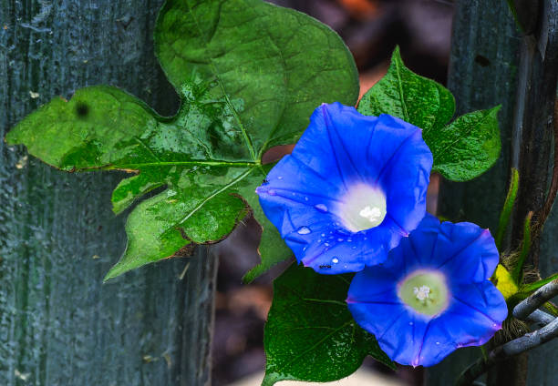 Morning Glory around a fence pole