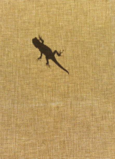 Silhouette of Lizard on Brown Shade