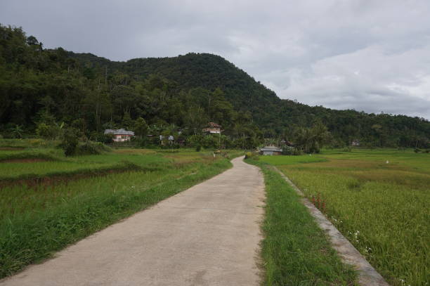 istock Road in the middle of rice fields 2175757852
