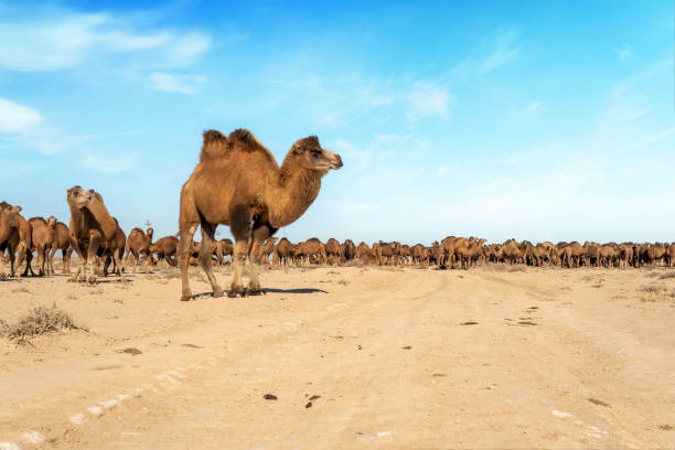 istock Camels walk through dry desert against the blue sky. 2175765231