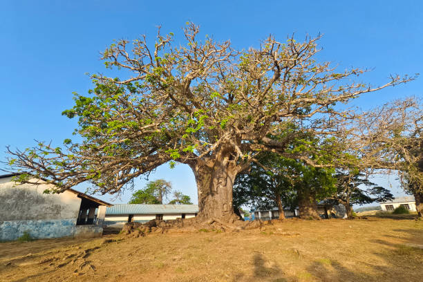 istock A big old baobab tree in village in Kenya. 2175765612