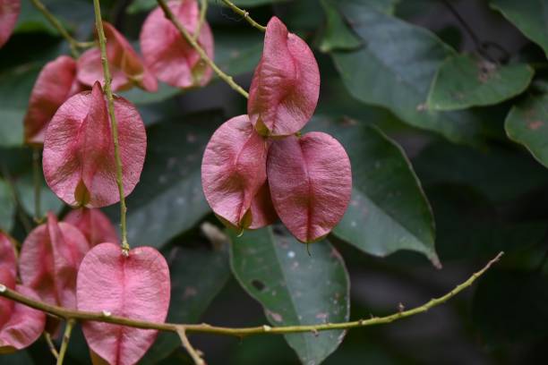 istock Chinese golden-rain tree fruits. Spindaceae deciduous tree. 2175768844