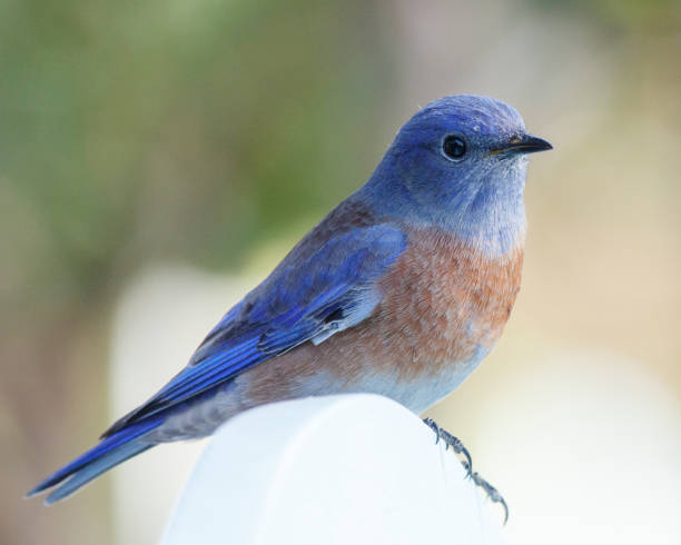 istock Western Bluebird Perched in Concord California 2175771928