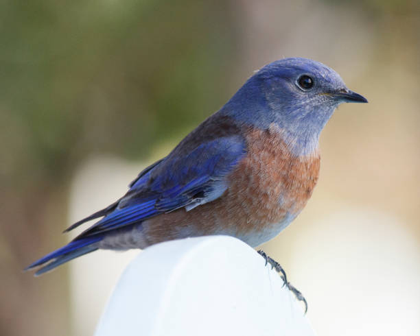 An image of a Western bluebird perched on a bench and looking at the camera.