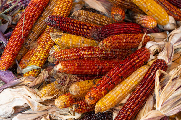istock colorful indian corn for autumn decoration 2175772169