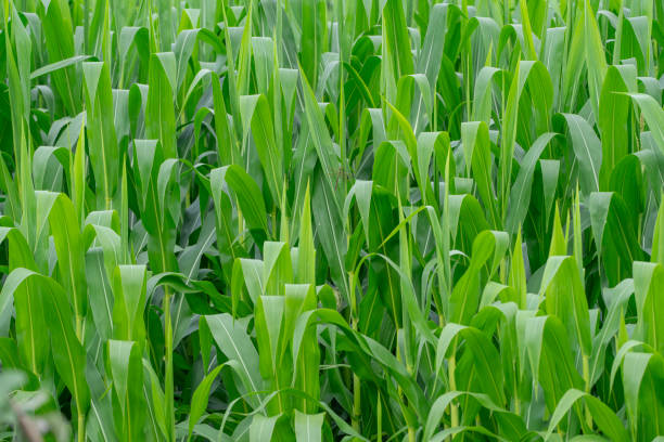 close up on corn field in the farm