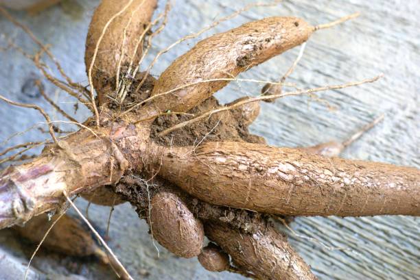 istock Fresh cassava tuber harvest from the farm 2175773285