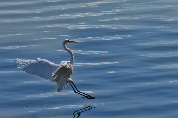 A white bird with a long neck is flying over the water. The bird is in the middle of the water, and the water is calm. The heron wingspan is large, and it is soaring through the air
