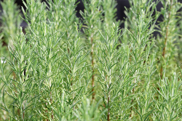 istock Fresh rosemary herb growing outdoors 2175776503