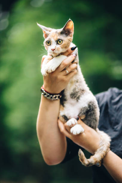 istock Amazing Obedient Devon Rex Cat With White-red Spotted Fur Color Sitting On Hands. Curious Playful Funny Cute Beautiful Devon Rex Cat. Happy Pets. Orange Eyes 2175776816