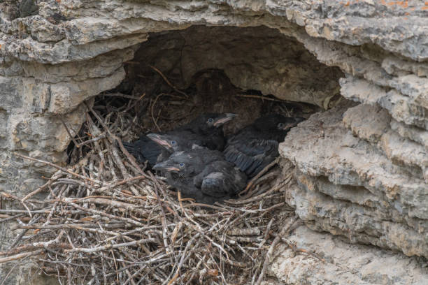 istock Young Ravens (Corvus Corax) seen in Jasper National Park during spring time with babies in nest in the side of Maligne Canyon during spring time. 2175777607