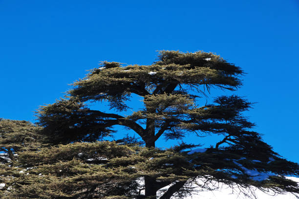 The cedar forest in mountains, Lebanon