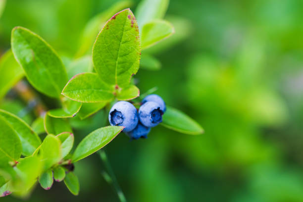 Blueberries on a summer day over blurred green background. Macro photo with selective soft focus