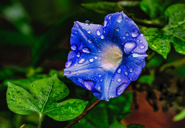 A wet Morning Glory after the rain