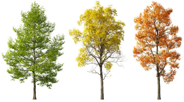 istock Seasonal colors trees cutout white backgrounds 3d rendering 2175783248