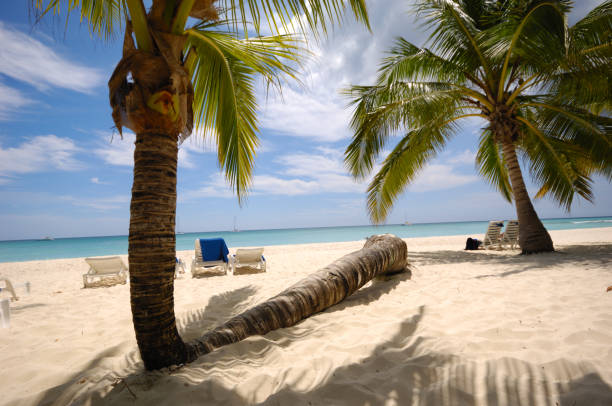 istock Palms on an exotic beach Saona Island 2175787673