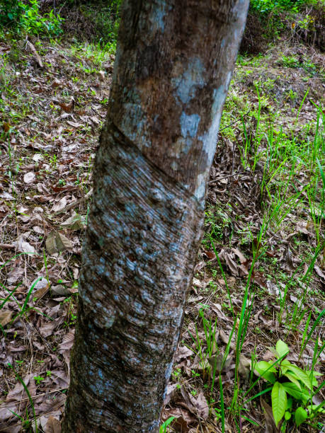 istock Close-up Rubber latex splash in bowlful. Rubber tree,Hevea brasiliensis or Para 2175791972