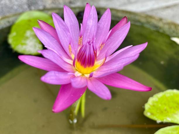 istock Pink water lily flower 2175792978