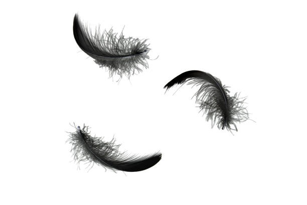 istock Abstract Black Feathers Falling in The Air. Fluffy Downy, Softness of Floating Feathers. Feathers Isolated on White Background. 2175795664
