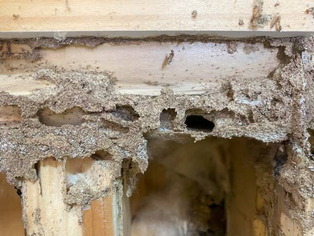 istock Termite wooden 2x4 wall damage 2175798457