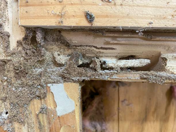 istock Termite wooden 2x4 wall damage 2175798464