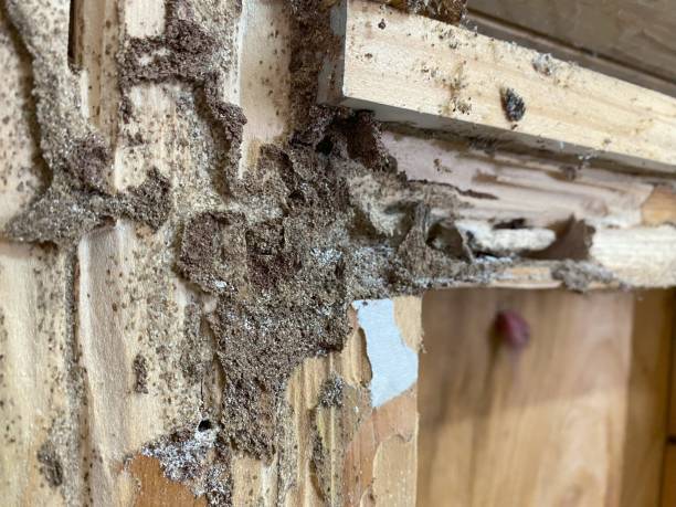 istock Termite wooden 2x4 wall damage 2175798486