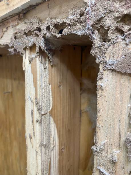 istock Termite wooden 2x4 wall damage 2175798499