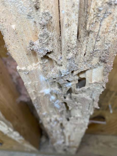 istock Termite wooden 2x4 wall damage 2175798503