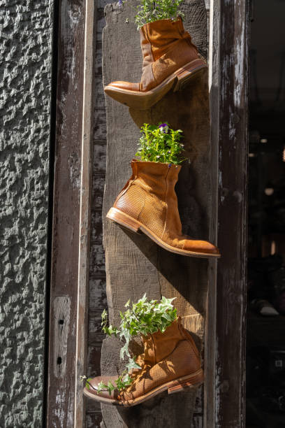 A pair of old boots used as flower pots. The mauve flowers are Swan River Daisies and the yellow ones I think are Sulphur Cosmos. Well focussed with a blurred background.