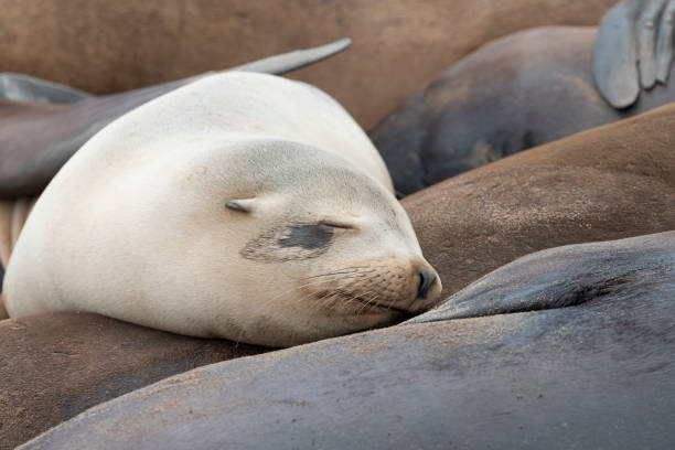 istock White Sea Lion Sleeping on other Sea Lions. 2175804373