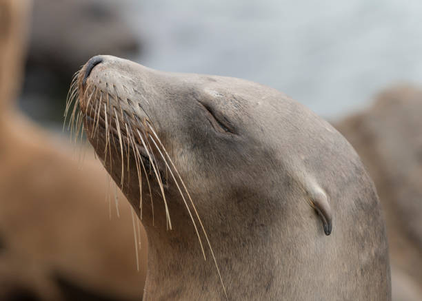 istock Sun bathing Sea Lion with eyes closed. 2175804393