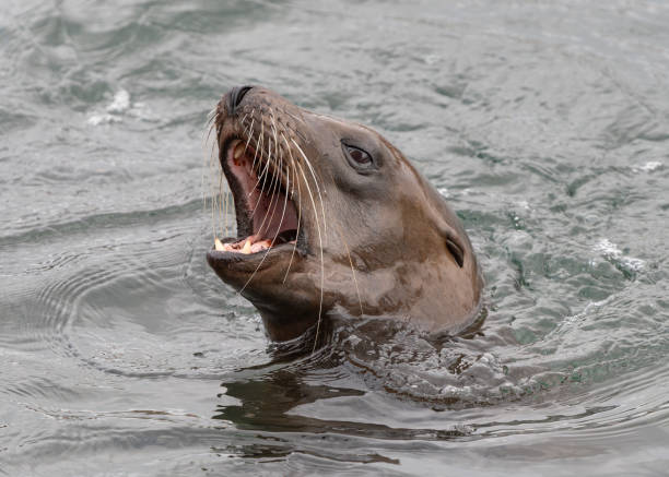 istock Sea Lion barking and swimming. 2175804399