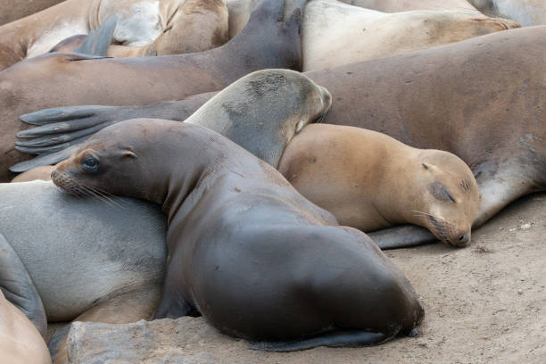 istock Sea Lions cuddling in the Sun. 2175804409