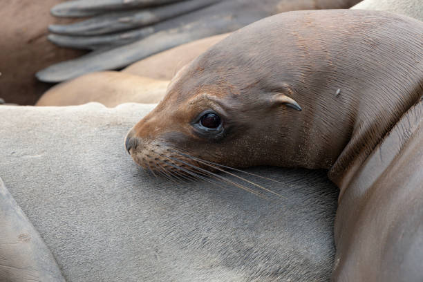 Close-up head shot of a Sea Lion looking into the camera laying on another Sea Lion in Monterey California.