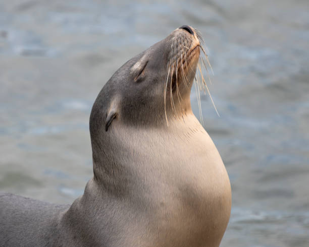 istock Regal Sea Lion with head towards the sun. 2175804420