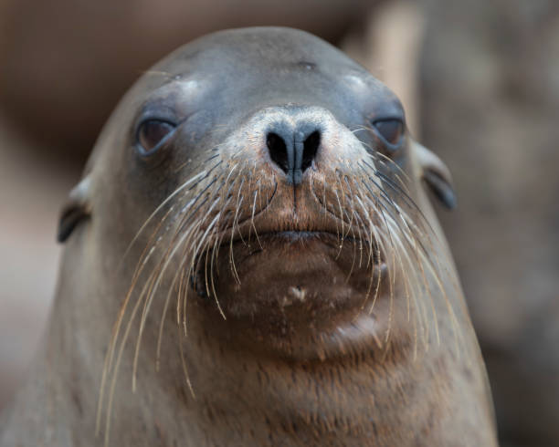 istock Sea Lion nose and whiskers. 2175804421