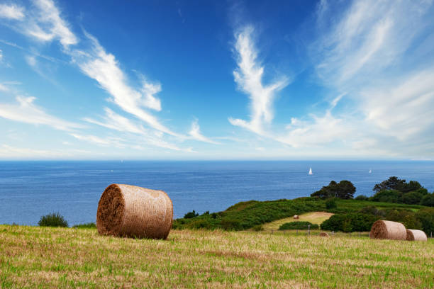A field of hay is next to the ocean. The sky is blue and there are clouds in the background