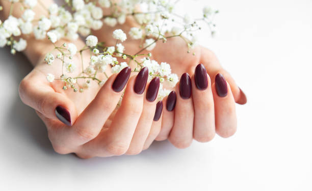 istock Elegant hands with dark nail polish holding delicate flowers on a soft white surface in bright natural light 2175806092