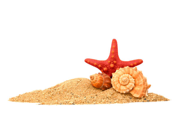 istock Starfish and sea shell in sand pile isolated on white background, side view 2175806206