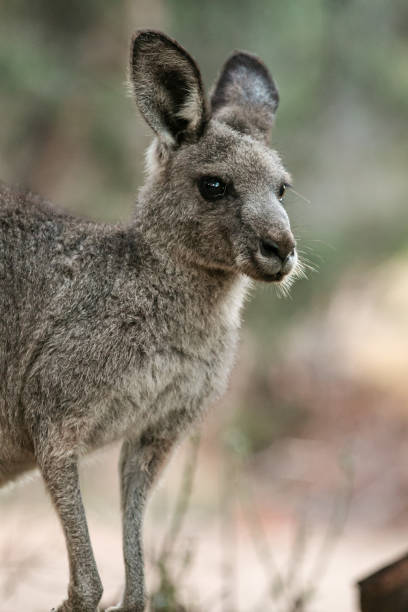 istock Kangaroo at Burrunjuck Dam, New South Wales 2175806605