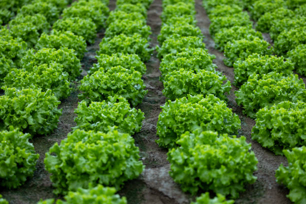 Fresh lettuces grown in the garden