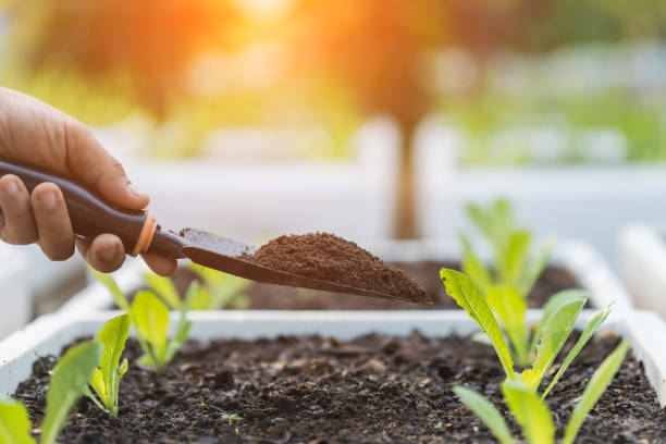 Ideas for using organic fertilizers for plants. Farmer's hands hold vermicompost and add fertilizer to the vegetables in the field. Using organic ingredients to ensure safety for consumers. ideas para el uso de fertilizantes orgánicos para plantas. las manos de los agricultores sostienen el vermicompost y agregan fertilizante a las verduras en el campo. utilizar ingredientes orgánicos para garantizar la seguridad de los consumidores.