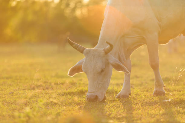 A herd of native Thai cattle grazes peacefully in the wide fields during the evening. The setting sun casts a warm glow over the landscape, highlighting the serene beauty of rural Thailand.