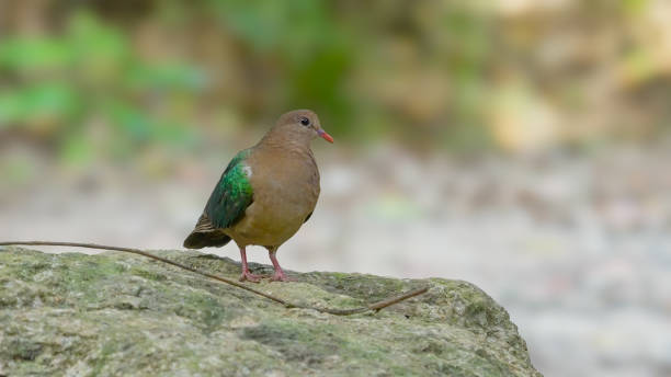 istock common emerald dove, standing on a rock, faces the camera 2175809982