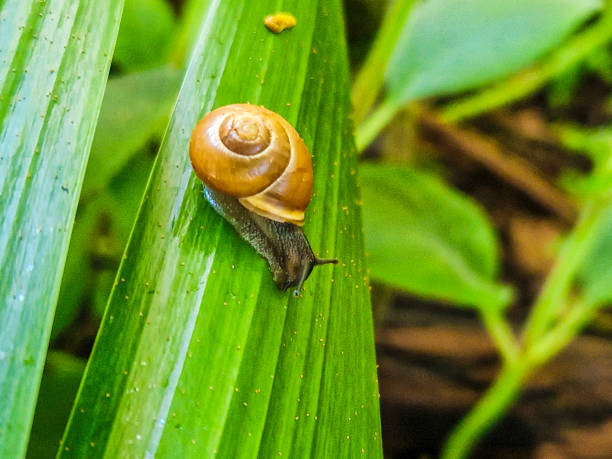 istock Botanical garden snails and frogs 2175810284