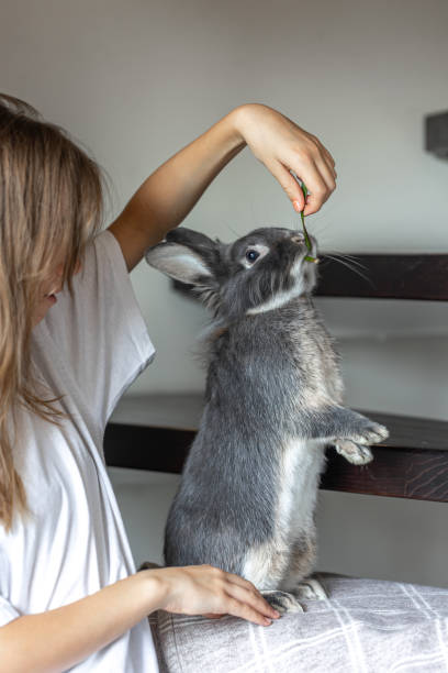 istock The girl holds a rabbit in her arms. Rabbit eats from hands. 2175810326